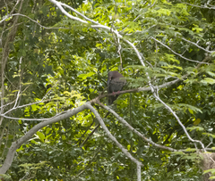 Patagioenas flavirostris