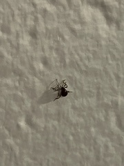 Gibbium aequinoctiale