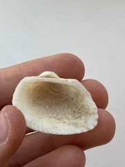 Arcidae