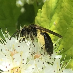 Andrena crataegi
