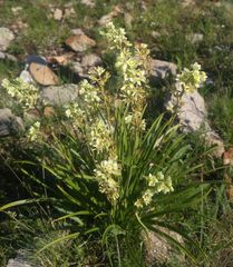 Anticlea elegans elegans