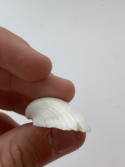 Arcidae