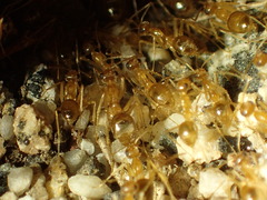 Myrmecocystus