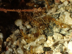 Myrmecocystus