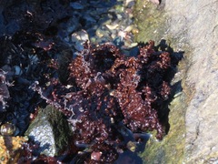 Chondracanthus exasperatus