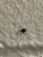Gibbium aequinoctiale