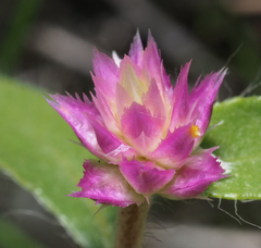 Gomphrena globosa
