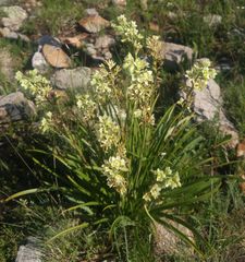 Anticlea elegans elegans