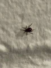 Gibbium aequinoctiale