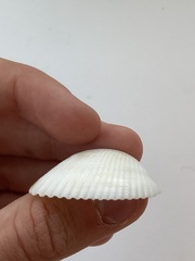 Arcidae