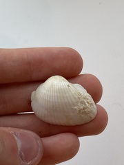 Arcidae
