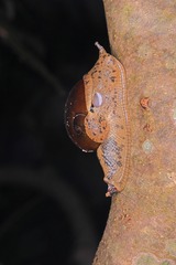 Megaustenia imperator