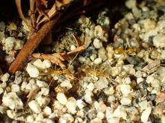 Myrmecocystus
