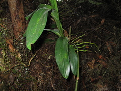 Cyrtochilum