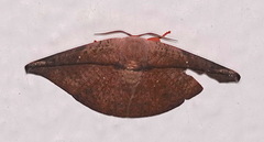 Oreta perobliquilinea