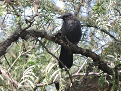 Melanotis caerulescens