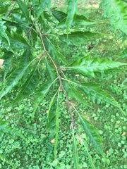 Fagaceae