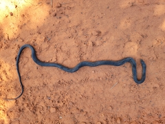 Coluber constrictor priapus