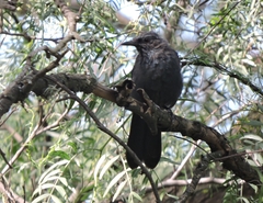 Melanotis caerulescens