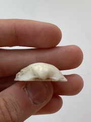 Arcidae