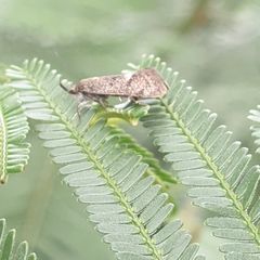 Leistomorpha