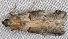 Acrobasis comptella