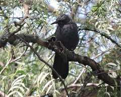 Melanotis caerulescens