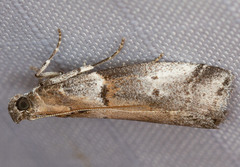 Acrobasis comptella