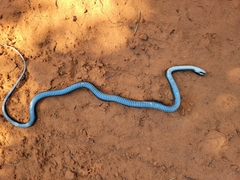 Coluber constrictor priapus