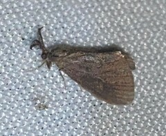 Cryptothelea gloverii