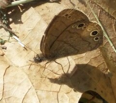 Hermeuptychia sosybius
