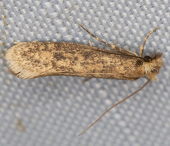 Acrolophinae