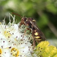 Nomada luteola