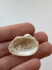 Arcidae