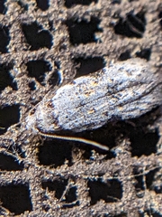 Taygete attributella