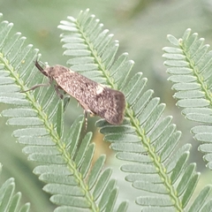 Leistomorpha