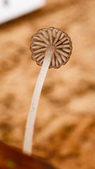 Mycena