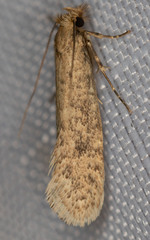 Acrolophinae