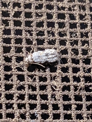 Taygete attributella