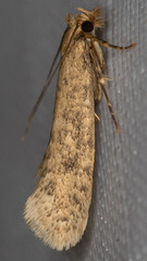 Acrolophinae