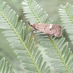 Leistomorpha