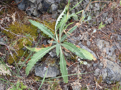 Cirsium hookerianum