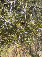 Prunus fasciculata