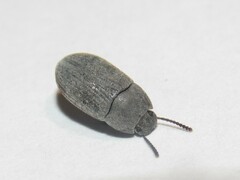 Blapstinus