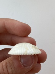 Arcidae
