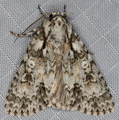 Acronicta marmorata