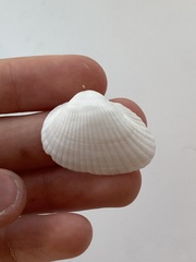 Arcidae