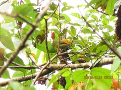 Sphenopsis frontalis