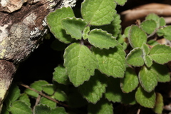 Coleus acariformis