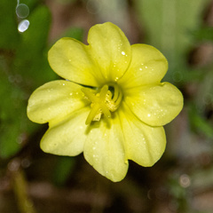 Oenothera laciniata